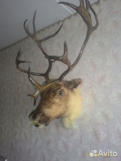 Голова оленя (марала)