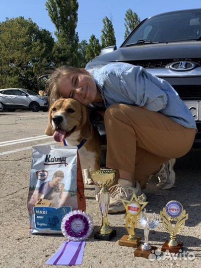 Бигль вязка