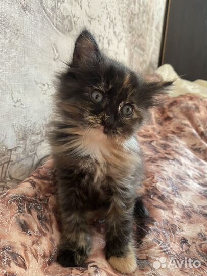 Кошка,котята пушистые,трехцветные