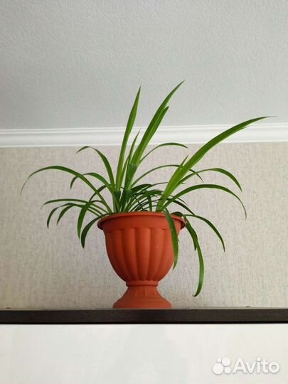 Сингониум. Хлорофитум