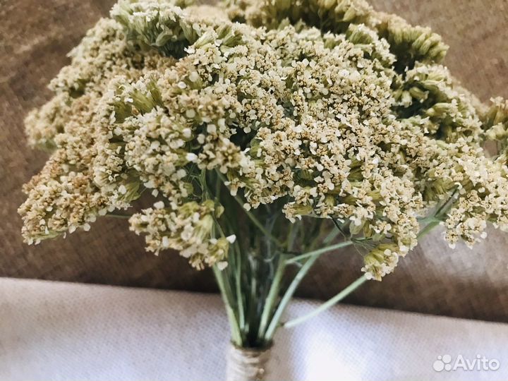 Тысячелистник сушеный