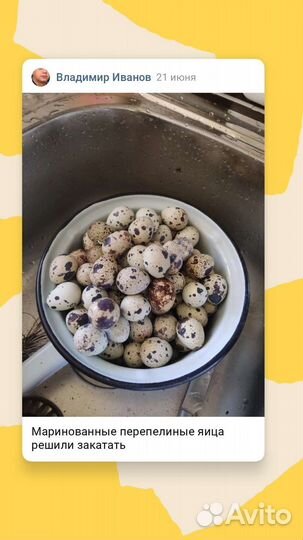 Яйца перепелиные домашние