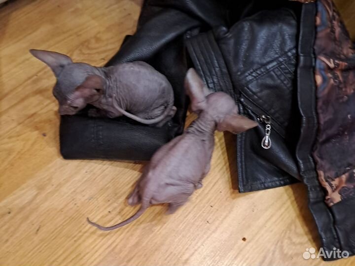 Канадский сфинкс котенок