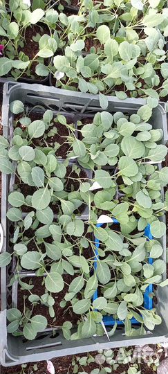 Продам рассаду капусты, огурцов., томатов