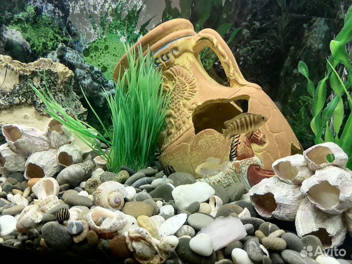 Цихлиды малыши