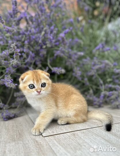 Шотландская