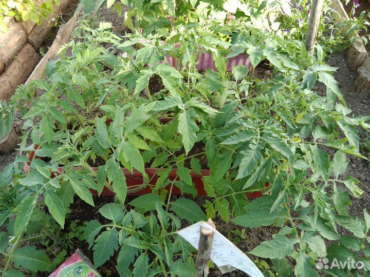 Рассада томатов, перцев, земляники, огургов