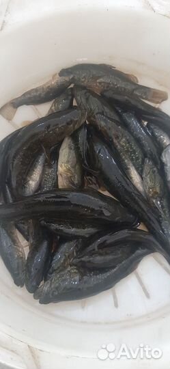 Живец для рыбалки Ротан