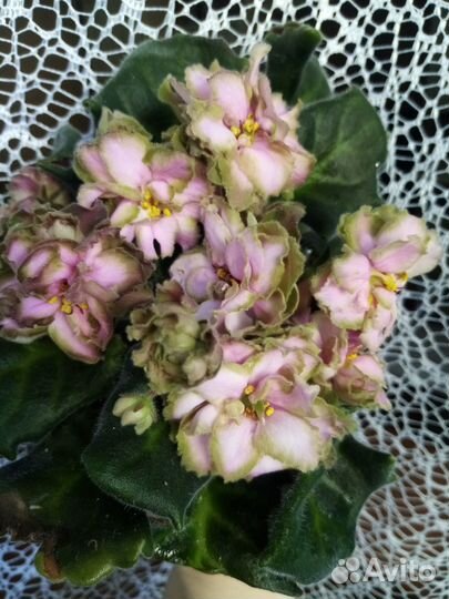 Сортовые фиалки