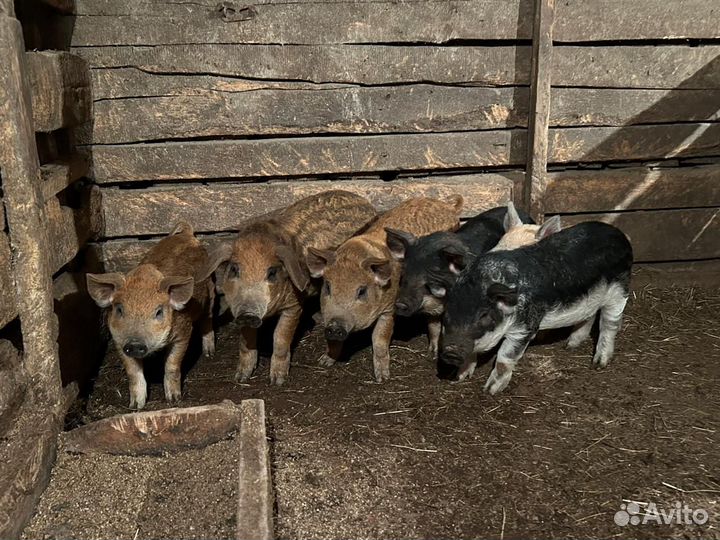 Поросята венгерской мангалицы