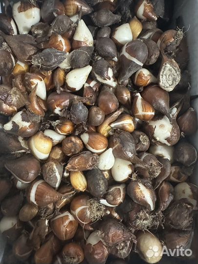 Луковицы тюльпанов