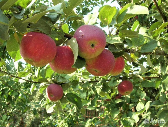 Саженцы яблони Орлик