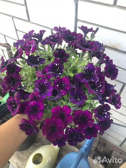 Вегетативная петуния