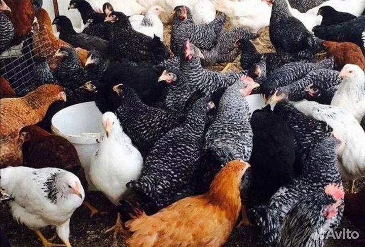 Куры несушки