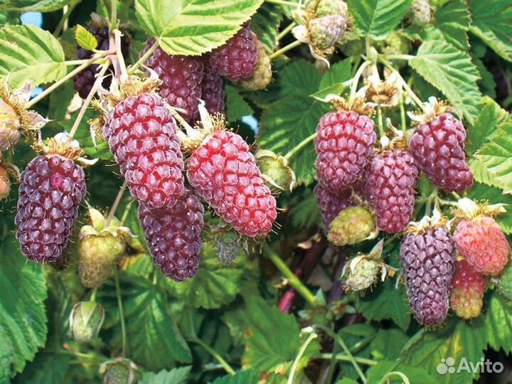 Ежевика садовая, малина, Тибетская малина саженцы