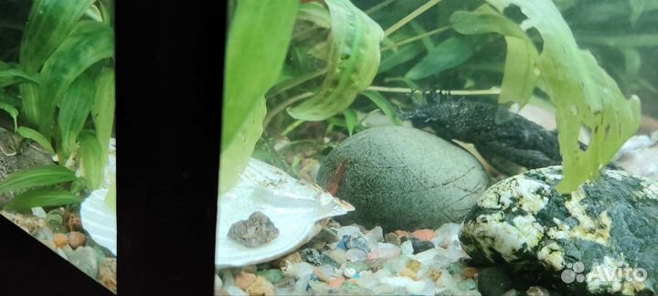 Аквариум с рыбками