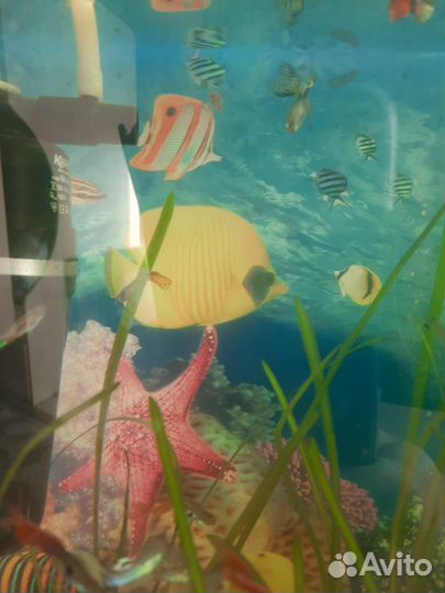 Аквариумные рыбки отдам бесплатно