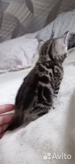 Шотландский кот вязка