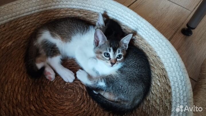 Абиссинские котята