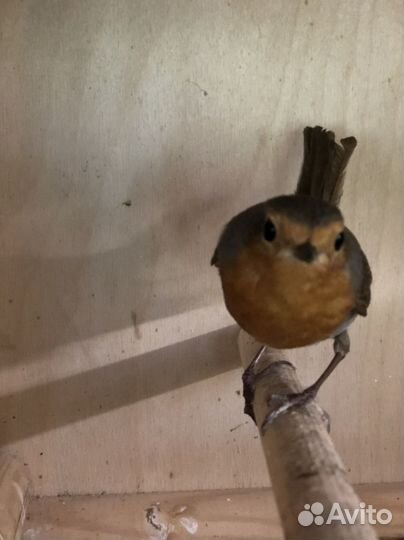 Певчие птицы