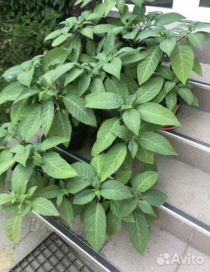 Бругмансия цветы (ангельские колокола)