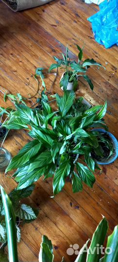 Растения комнатные цветы