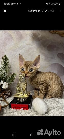 Котята девон-рекс