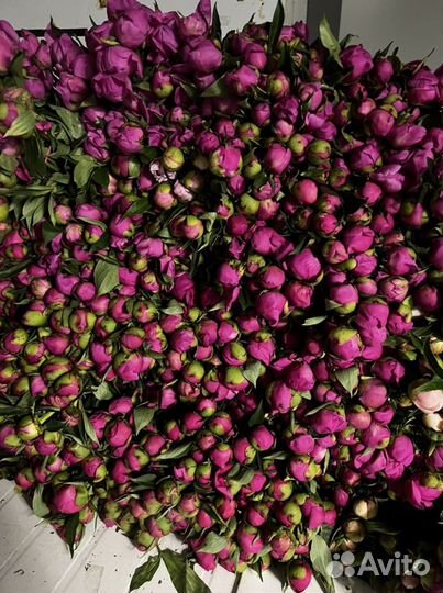 Продам пионы