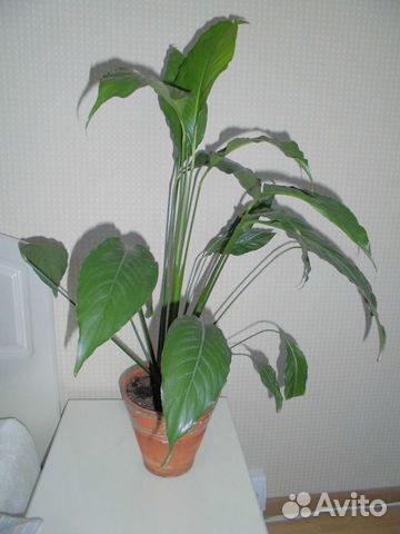 Спатефиллум