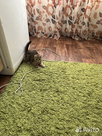 Продам котенка