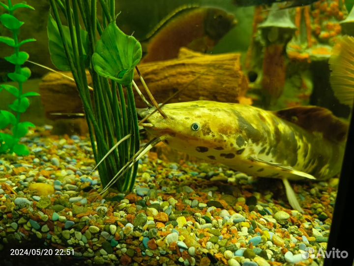 Аквариумные сомы