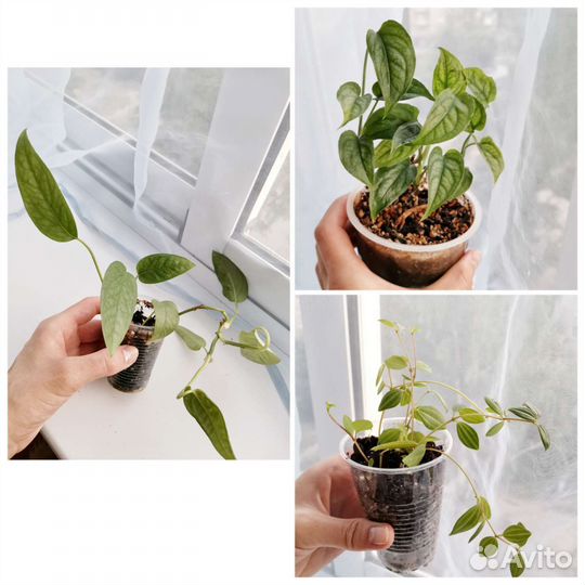 Пеперомия и монстеры