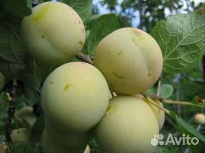 Саженцы плодовых и ягодных