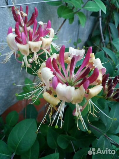 Саженцы гортензии, клематиса, барбариса, ивы