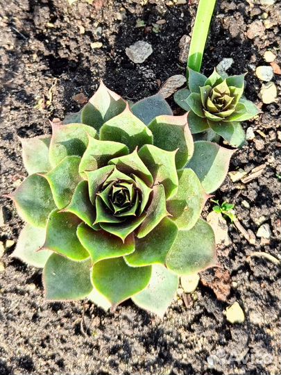 Весенние многолетние цветы