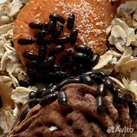 Жук знахарь личинки жука знахаря