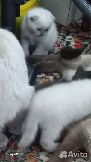 Кошка в дар