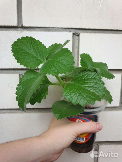 Комнатные растения плектрантус, фикус, мандарин