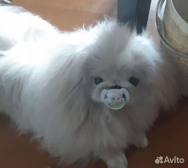 Пикинесы вязка