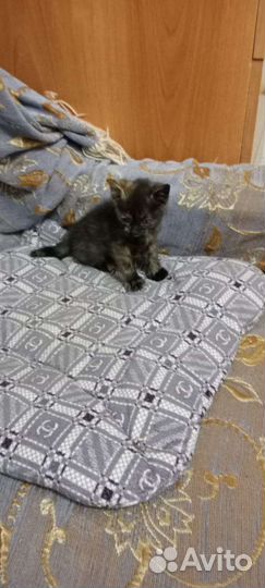 Кошка в дар