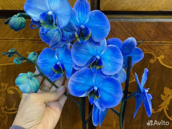 Синяя орхидея