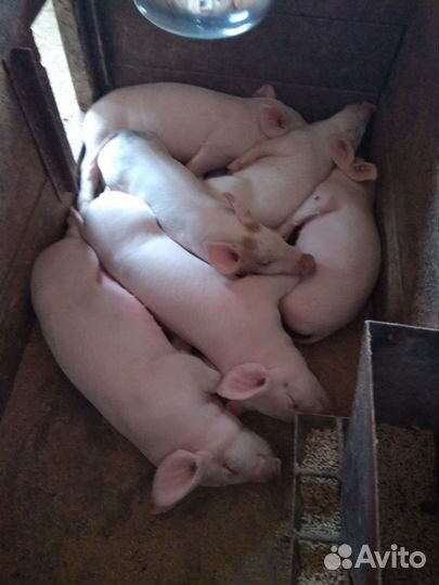 Поросята