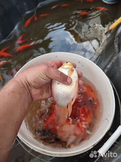 Рыбки для пруда