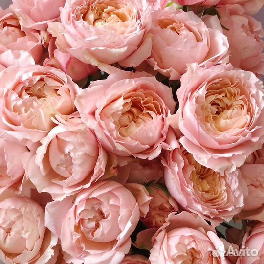 Кустовая пионовидная роза. Цветы доставка. пионы