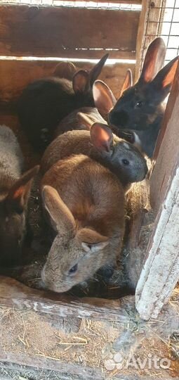 Кролики самцы, отец хиколь