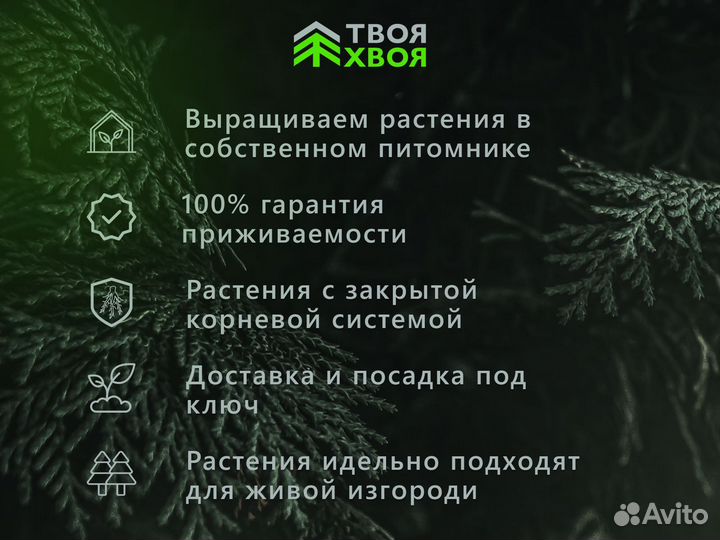 Туя Брабант под заказ