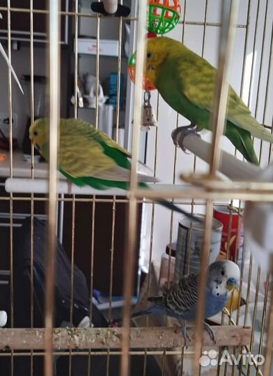 Птенцы волнистый попугай