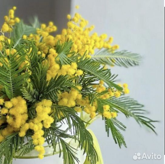 Букет из Мимозы