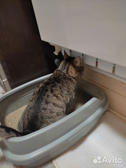 Кошка