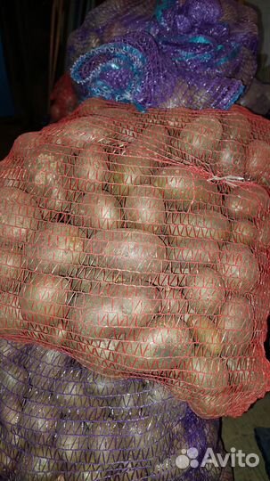 Продам картофель